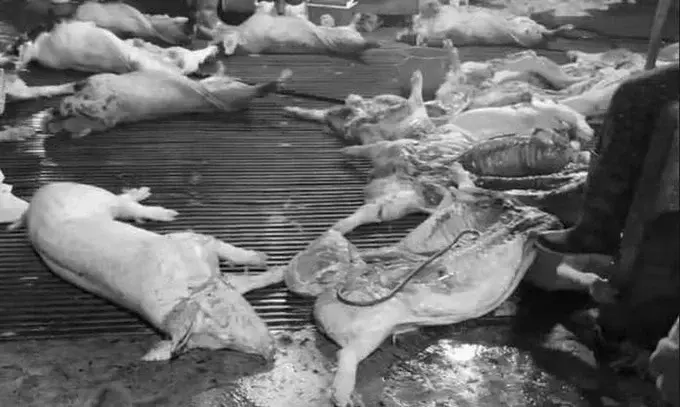 Có thực sự an toàn khi ăn thịt lợn bệnh đã nấu chín kỹ?