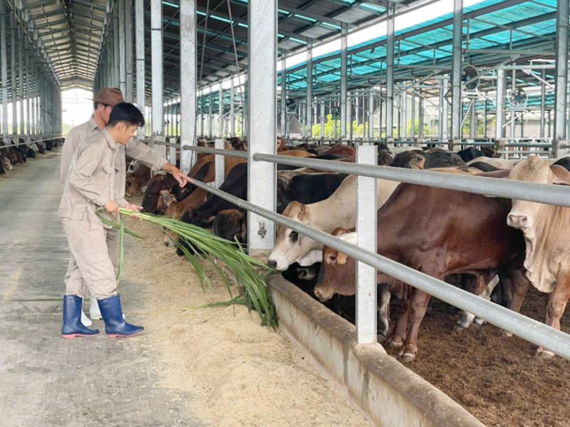 Chăn nuôi heo đóng góp lợi nhuận nghìn tỷ cho Hòa Phát