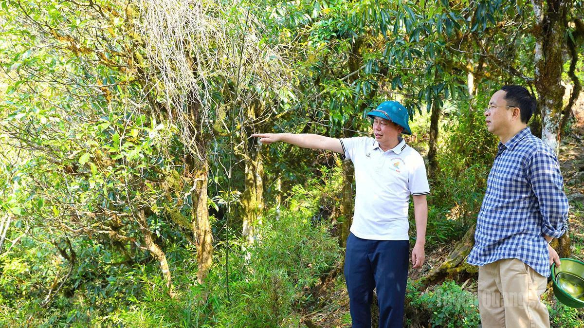 Đánh thức “báu vật” chè Shan Tuyết cổ, mở lối du lịch nông nghiệp tuần hoàn ở Hồ Thầu