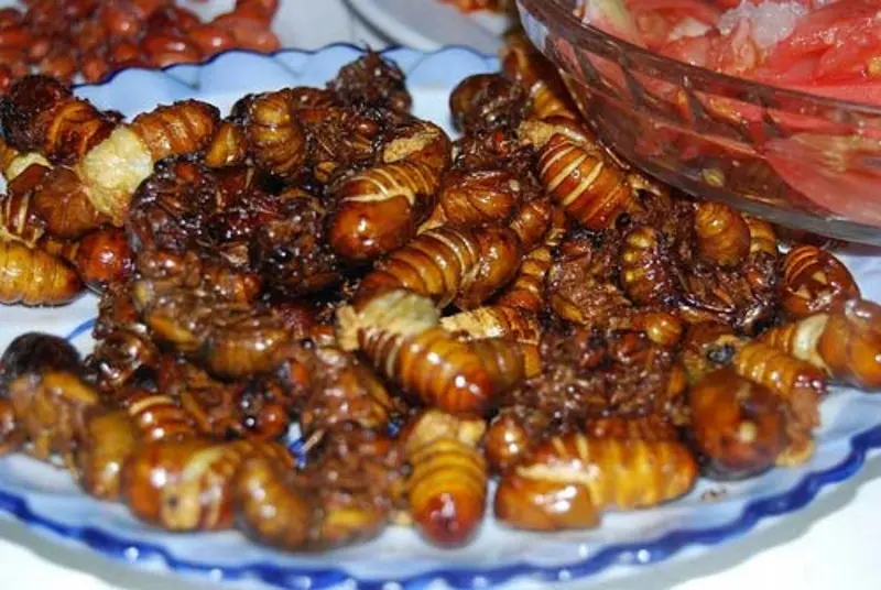 Nguy cơ ngộ độc do ăn ve sầu chiên, ngành y tế đưa ra cảnh báo khẩn