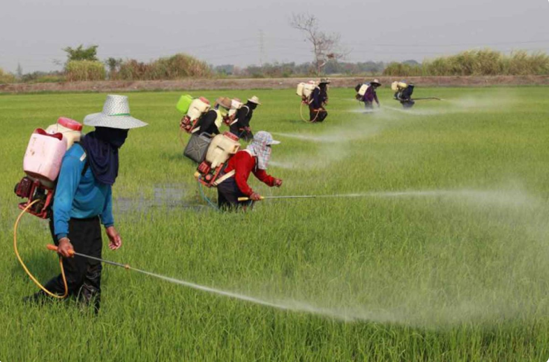 Đối thủ lớn nhất của Việt Nam ở Đông Nam Á chỉ còn đủ phân bón dùng trong 1 tháng, lo giảm mạnh sản lượng lúa gạo