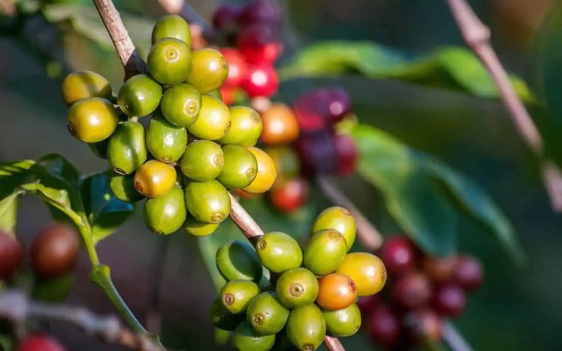 Đưa Robusta ra thế giới cũng là lan tỏa bản sắc Việt Nam