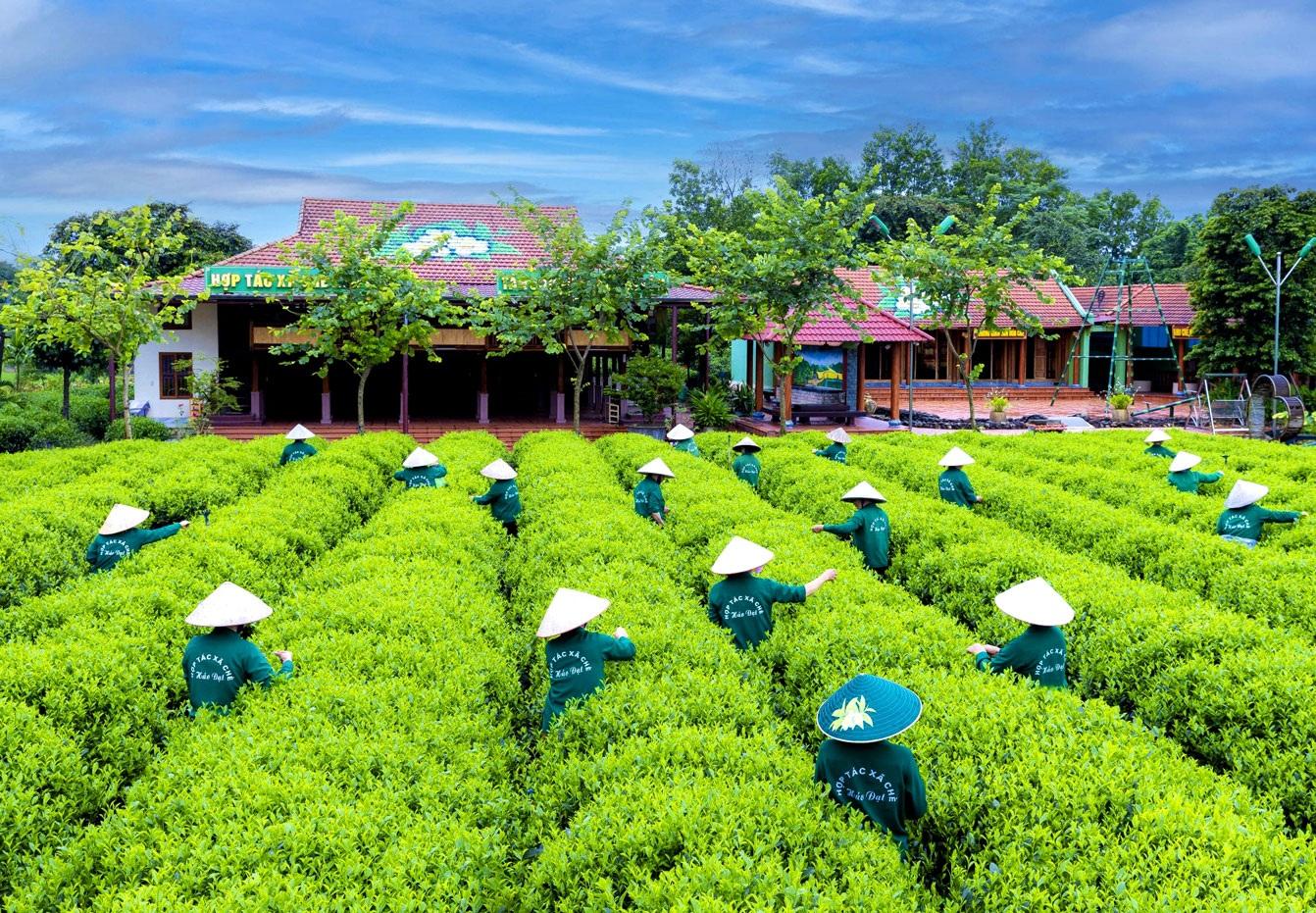 Vùng chè nguyên liệu chuẩn hóa, nâng bước giá trị chè Thái Nguyên vươn xa