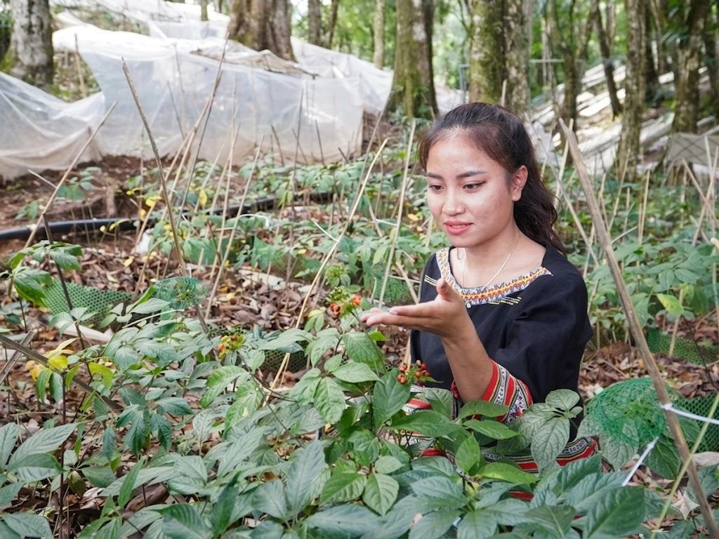 Kho báu 4.000 loài cây dược liệu Việt trên hành trình vươn tầm thế giới