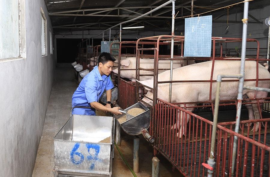 Ngăn chặn lạm dụng kháng sinh trong chăn nuôi
