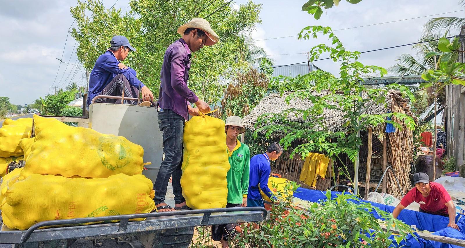 Dưa U Minh vượt mưa nắng, tạo nguồn thu ổn định cho nông dân
