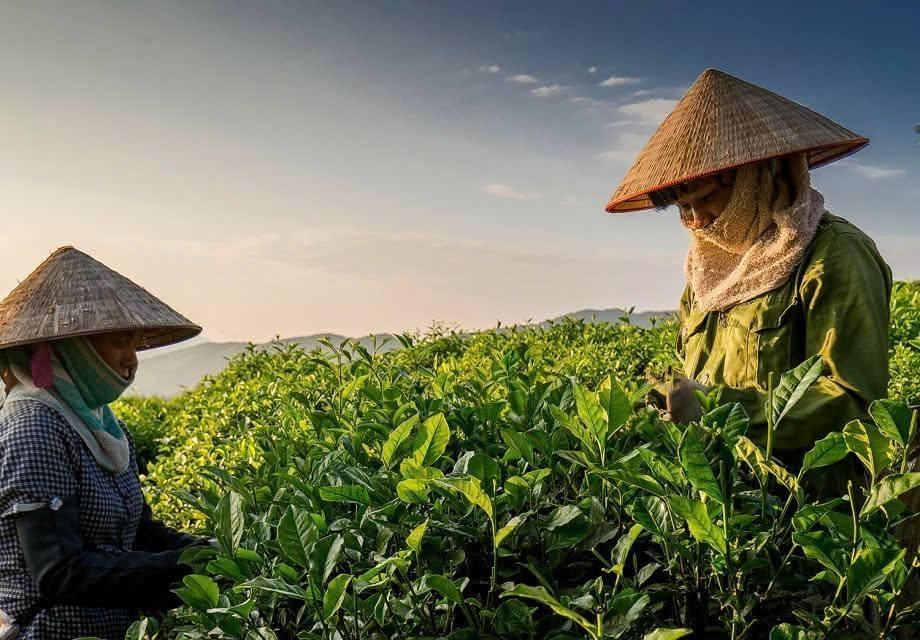 Gỡ nút thắt đầu ra cho vùng chè Liên Sơn