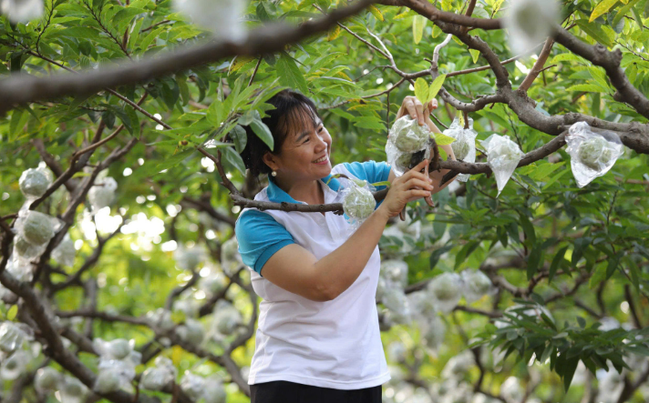 Na Chí Linh cần đầu tư bài bản để nâng tầm thương hiệu Na Chí Linh cần đầu tư bài bản để nâng tầm thương hiệu