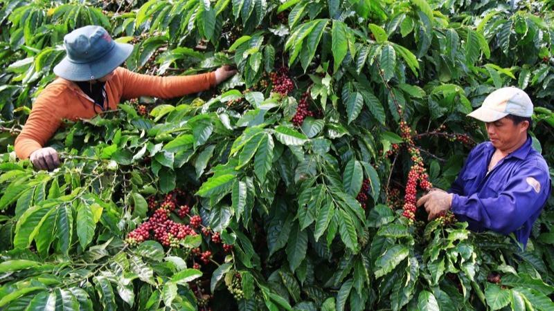 Nông sản Việt 2025: Rực rỡ những kỷ lục và khoảng lặng cần suy ngẫm