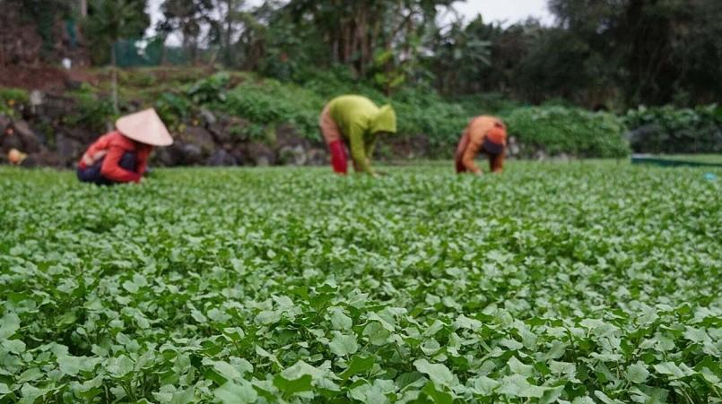 Chuyện về loài rau "sang chảnh" chỉ uống dòng nước mát lành từ đá núi