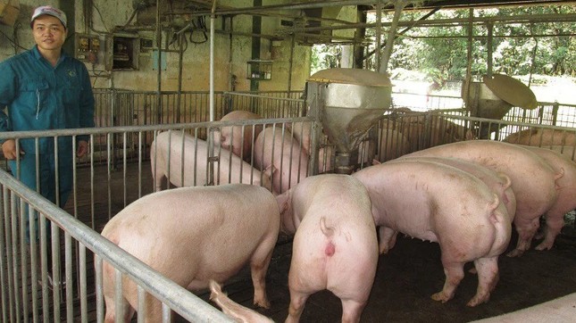 Giá lợn hơi hôm nay 7/7/2022: Đảo chiều tăng trên cả nước