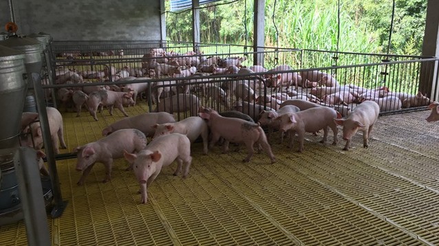 Giá lợn hơi hôm nay 8/7/2022: Tiếp đà đi lên