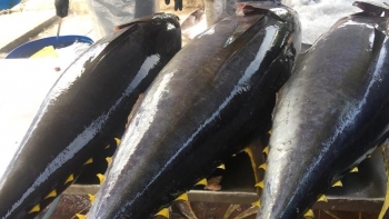 Xuất khẩu cá ngừ sang Chile tăng mạnh