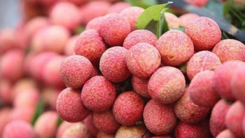 Lần đầu tiên vải thiều tươi được xuất khẩu qua cửa khẩu tại Móng Cái