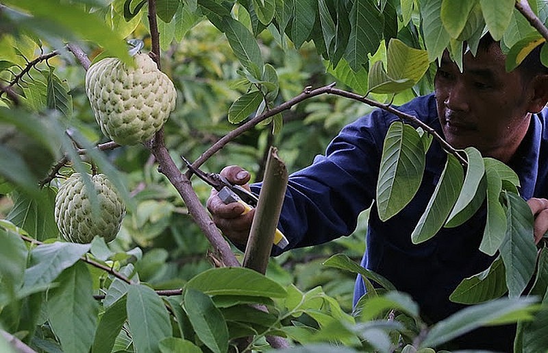 Quảng Ninh đẩy mạnh phát triển Na Đông Triều đến gần với người tiêu dùng. Quảng Ninh đẩy mạnh phát triển Na Đông Triều đến gần với người tiêu dùng.