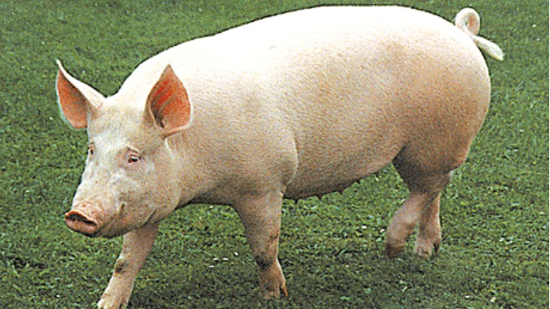 Giá lợn hơi hôm nay 11/7/2022: Tăng nhẹ phiên đầu tuần