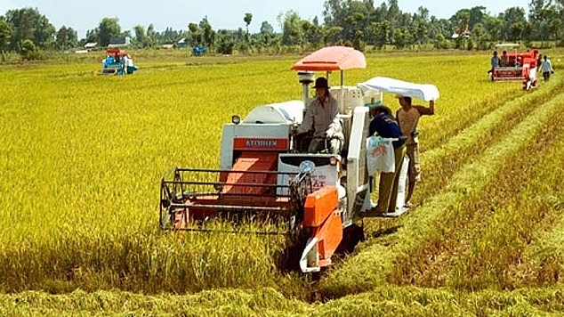 Giá lúa gạo hôm nay 11/7/2022: Giá lúa giảm 200 đồng/kg tại Sóc Trăng