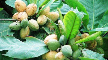 Bài thuốc dân gian từ cây bàng không phải ai cũng biết