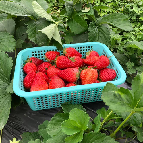 Hợp tác xã Trường Anh, xã Hưng Ðạo ứng dụng nông nghiệp thông minh vào sản xuất dâu tây - sản phẩm OCOP 3 sao năm 2020 Hợp tác xã Trường Anh, xã Hưng Ðạo ứng dụng nông nghiệp thông minh vào sản xuất dâu tây - sản phẩm OCOP 3 sao năm 2020