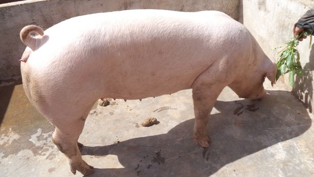 Giá lợn hơi hôm nay 12/7/2022:‏ ‏Thị trường duy trì đà tăng ở ba miền