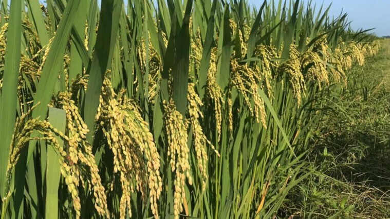 Giá lúa gạo hôm nay 12/7/2022: Giá lúa nếp tăng 200 – 300 đồng/kg