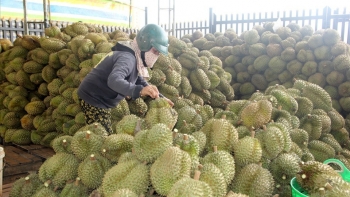 Sầu riêng xuất khẩu sang Trung Quốc bằng đường chính ngạch