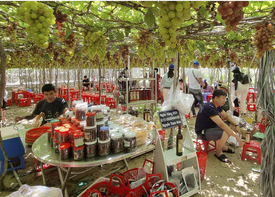 Du khách trải nghiệm vườn nho tại Ninh Thuận.