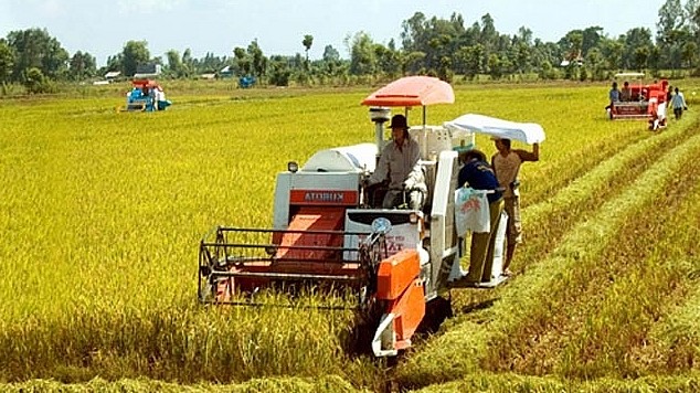 Giá lúa gạo hôm nay 13/7/2022: Giá lúa Hè thu neo ở mức 5.500 – 6.200 đồng/kg