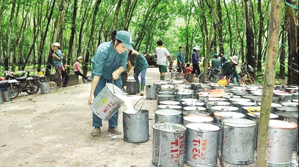 Giá cao su hôm nay 13/7/2022: Giảm mạnh toàn thị trường