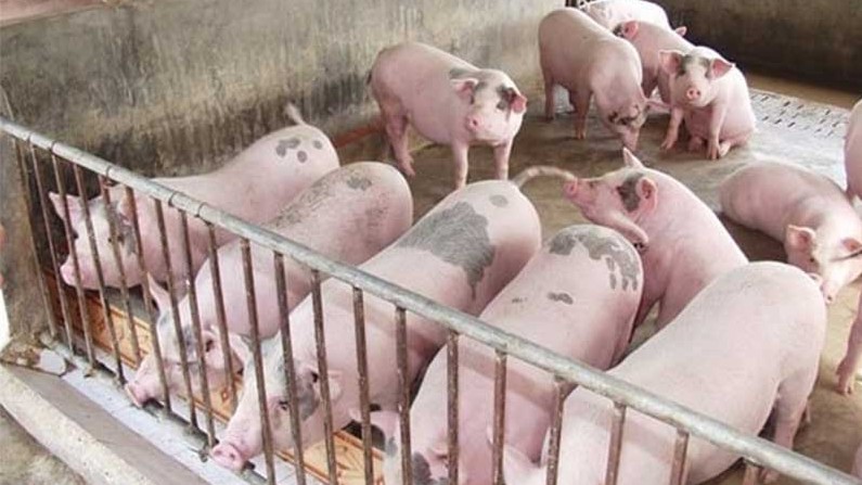 Giá lợn hơi hôm nay 14/7/2022: Điều chỉnh tăng toàn thị trường