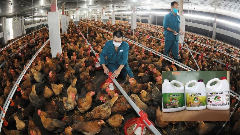 Cơ sở mua bán, nhập khẩu sản phẩm xử lý chất thảỉ chăn nuôi phải có thiết bị, dụng cụ để bảo quản sản phẩm xử lý chất thải chăn nuôi theo hướng dẫn của nhà sản xuất, cung cấp Cơ sở mua bán, nhập khẩu sản phẩm xử lý chất thảỉ chăn nuôi phải có thiết bị, dụng cụ để bảo quản sản phẩm xử lý chất thải chăn nuôi theo hướng dẫn của nhà sản xuất, cung cấp