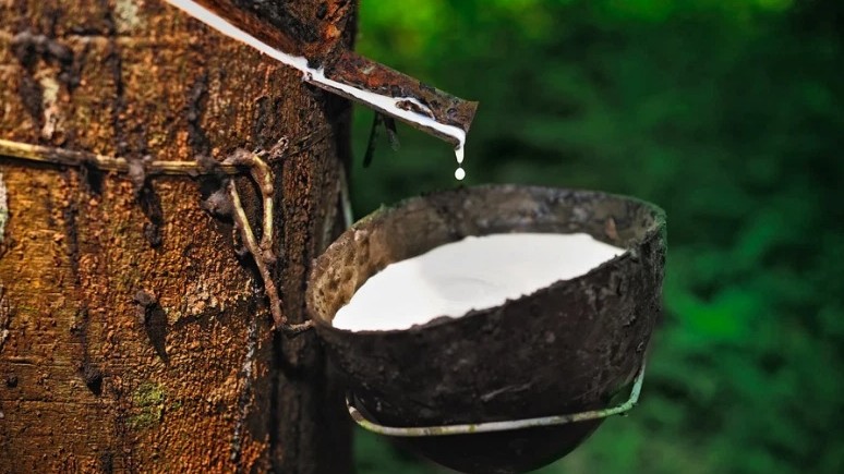 Giá cao su hôm nay 15/7/2022: Giảm mạnh trên sàn Thượng Hải