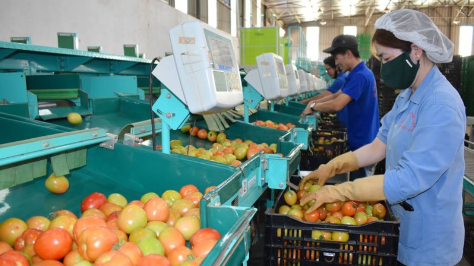 Xuất khẩu rau quả 6 tháng đầu năm giảm 17%