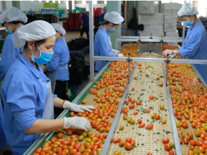 Xuất khẩu rau quả giảm mạnh do chính sách “Zero COVID”