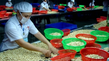 Xuất khẩu hạt điều nửa cuối năm 2022 đối mặt nhiều khó khăn