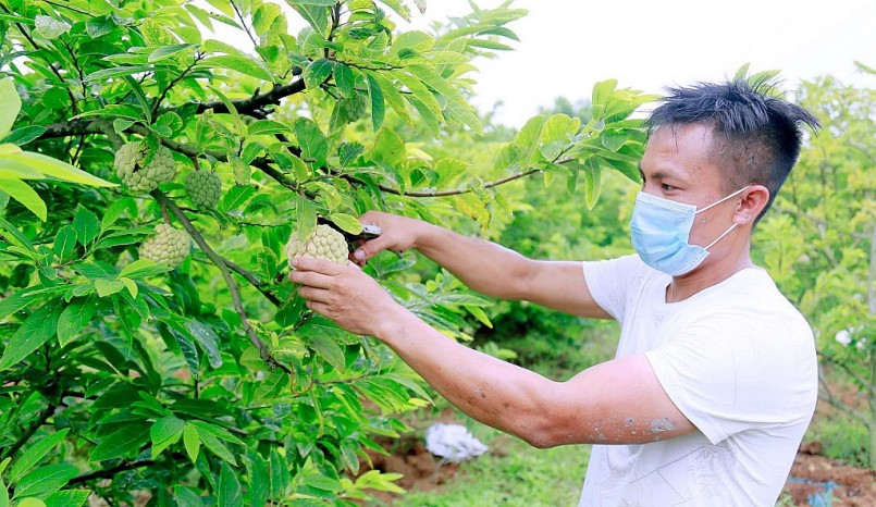 Đã cấp 3.646 mã số vùng trồng đối với rau, củ quả Đã cấp 3.646 mã số vùng trồng đối với rau, củ quả