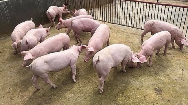 Giá lợn hơi hôm nay 18/7/2022: Liên tiếp tăng toàn thị trường