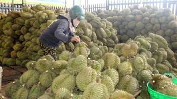 Đắk Nông: Kết hợp phát triển công nghiệp nông thôn gắn với vùng nguyên liệu