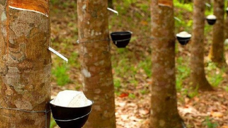 Giá cao su hôm nay 18/7/2022: Tiếp đà tăng mạnh trên sàn Thượng Hải