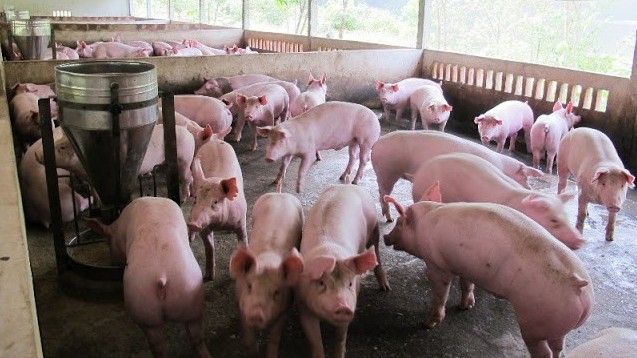 Giá lợn hơi hôm nay 19/7/20222: Nối tiếp chuỗi ngày tăng tại ba miền