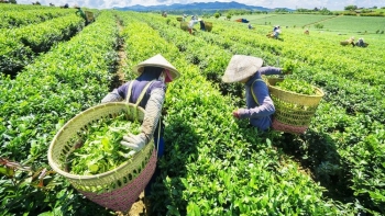 Yên Bái: Tập trung đẩy mạnh, nâng cao chất lượng nông sản địa phương