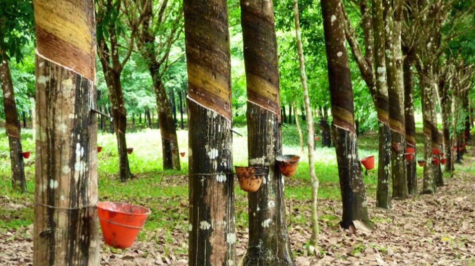 Giá cao su hôm nay 19/7/2022: Tăng mạnh toàn thị trường châu Á