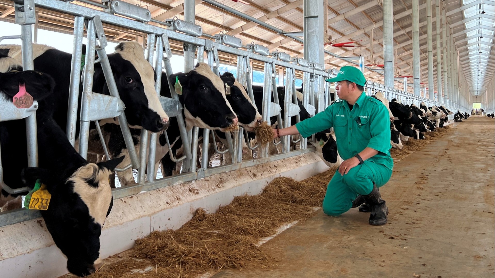 Vinamilk nhập 1000 bò sữa HF từ Mỹ về tổ hợp trang trại tại Lào