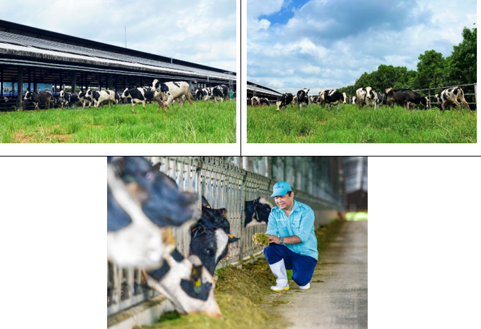 : Sau khi về trang trại và được chăm sóc theo chế độ “tân đáo”, sức khỏe đàn bò đã ổn định và thích nghi với khí hậu tại Việt Nam. : Sau khi về trang trại và được chăm sóc theo chế độ “tân đáo”, sức khỏe đàn bò đã ổn định và thích nghi với khí hậu tại Việt Nam.