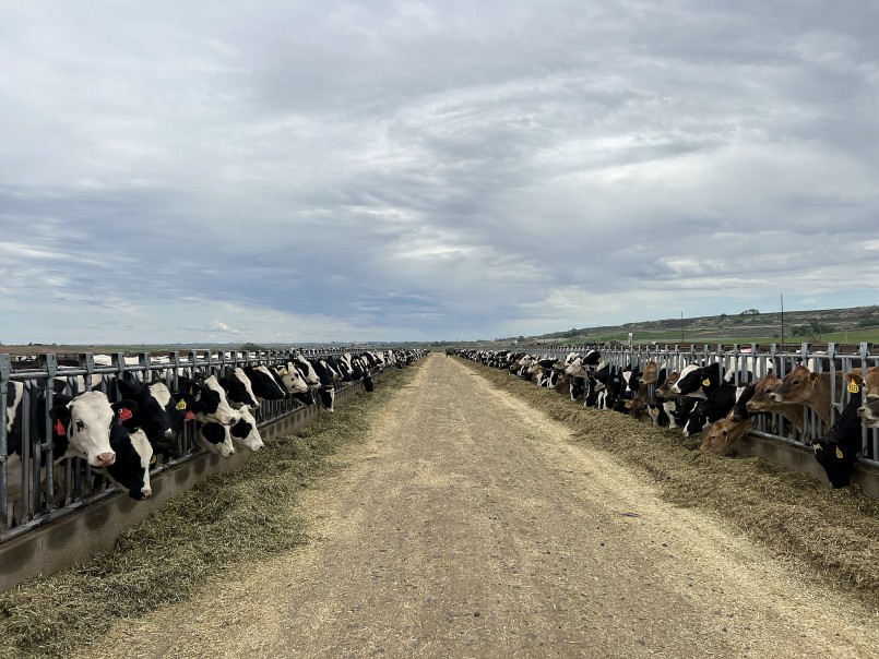 1000 bò sữa nhập khẩu được tuyển chọn trực tiếp từ đàn bò tại Mỹ. 1000 bò sữa nhập khẩu được tuyển chọn trực tiếp từ đàn bò tại Mỹ.