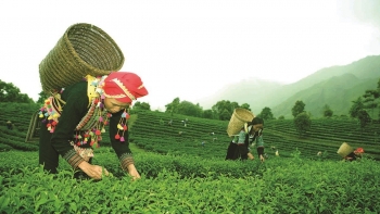 Lai Châu: Tập trung nâng cao chất lượng vùng sản xuất nguyên liệu chè của địa phương