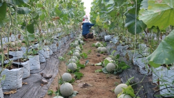 Nâng cao năng lực thích ứng với biến đổi khí hậu của HTX nông nghiệp vùng Đồng bằng sông Cửu Long