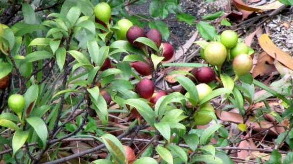 Những công dụng của cây vú bò