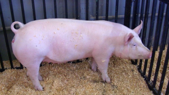 Giá lợn hơi hôm nay 21/7/2022: Biến động trái chiều