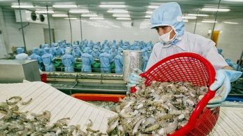 Xuất khẩu tôm đạt 2,3 tỷ USD